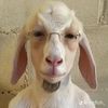 unlikesheep
