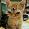 dispencerie