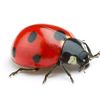bugsandboobs