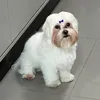 prii_maiia