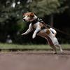jackrussell_shila