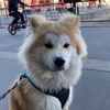 canelo_inu