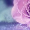 saneen_2095