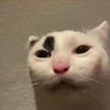 beanbun98