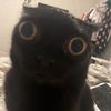 ilovecatsandcheesecake