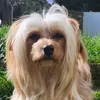 milo_sunlion