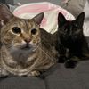 kittiesnliyah