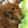 piggieventures