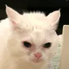 shittykageyama22