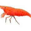 rivenexile_