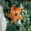 cjt__11