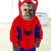 kirbykirbstar