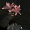 stellargaal