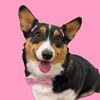 gigi.the.sassy.corgi