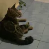 nannonakhan