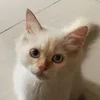 ayumi.kay