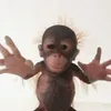 katell_mdp