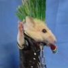 elpippi2