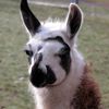 slowlamas