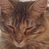 teskittens
