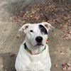 jake_the_mutt