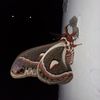 mothsrsocool