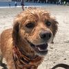 girl_plus_dog