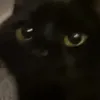 jeebiesthecat