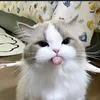 dzesiax_