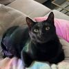 thescrappycat