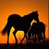 wild_horse_255
