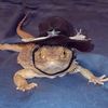 lizzy_the_beardie
