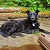 livinlifewithdogs