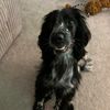 leo_thecockerspanielx
