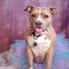 Indie.pittie