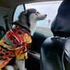 hadesitothehusky