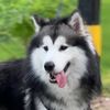 Hugo_huskymalamute