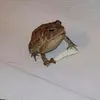 baceowca
