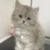 claudiaf071981