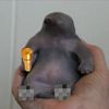 mrplow