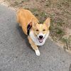 rustyrhecorgi