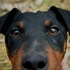 dogdelions