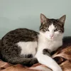 muscat_the_cat