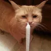 catlovesweed