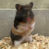 hamtaro587