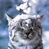 asian_rabbit