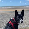 Barney the Tv border collie