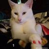nadsmagic