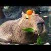 sokardtonmai