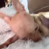 afmnvnn